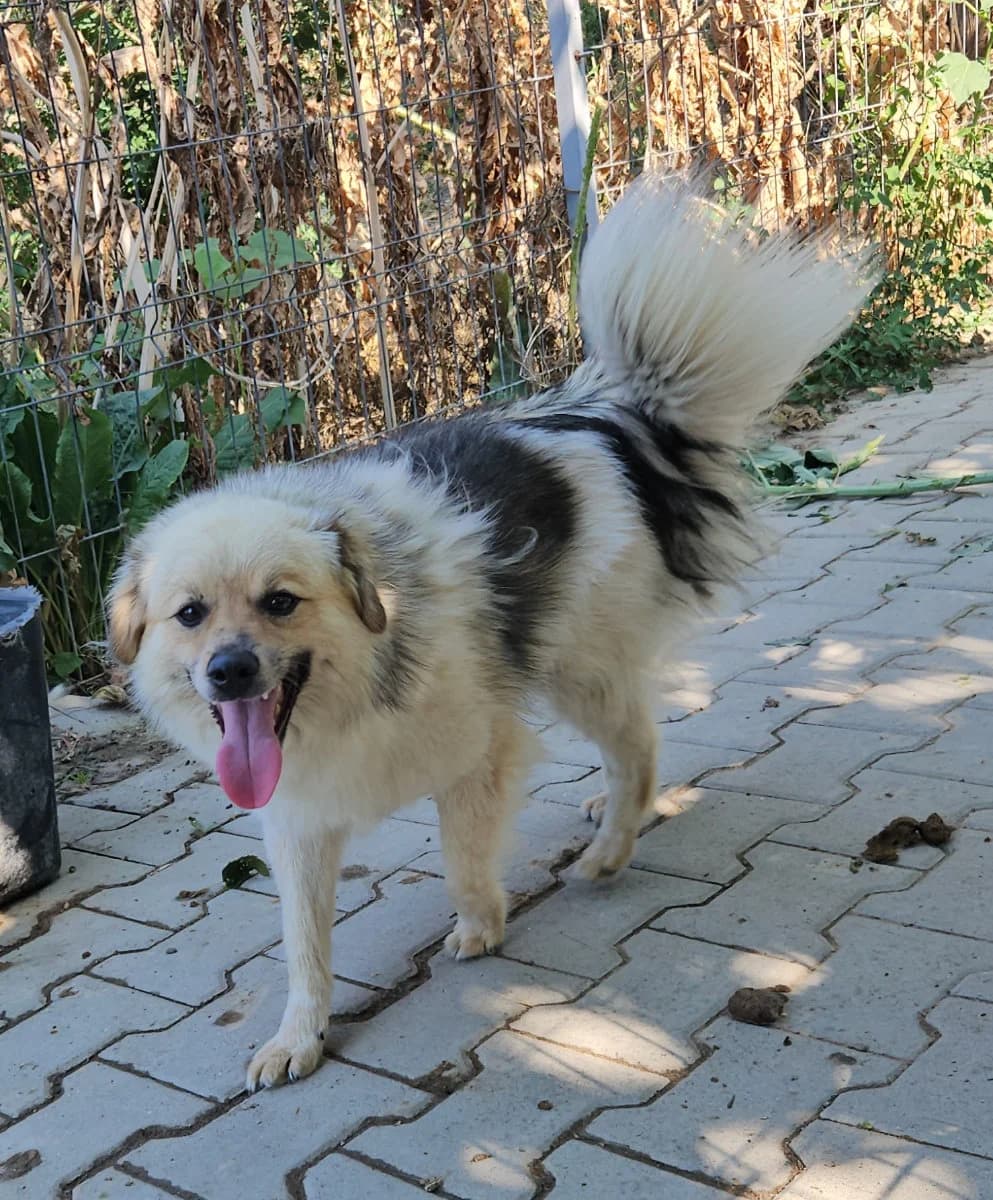 Winston, male 3yo Mixed Breed for adoption at Tierschutzverein Labus Family e.V.