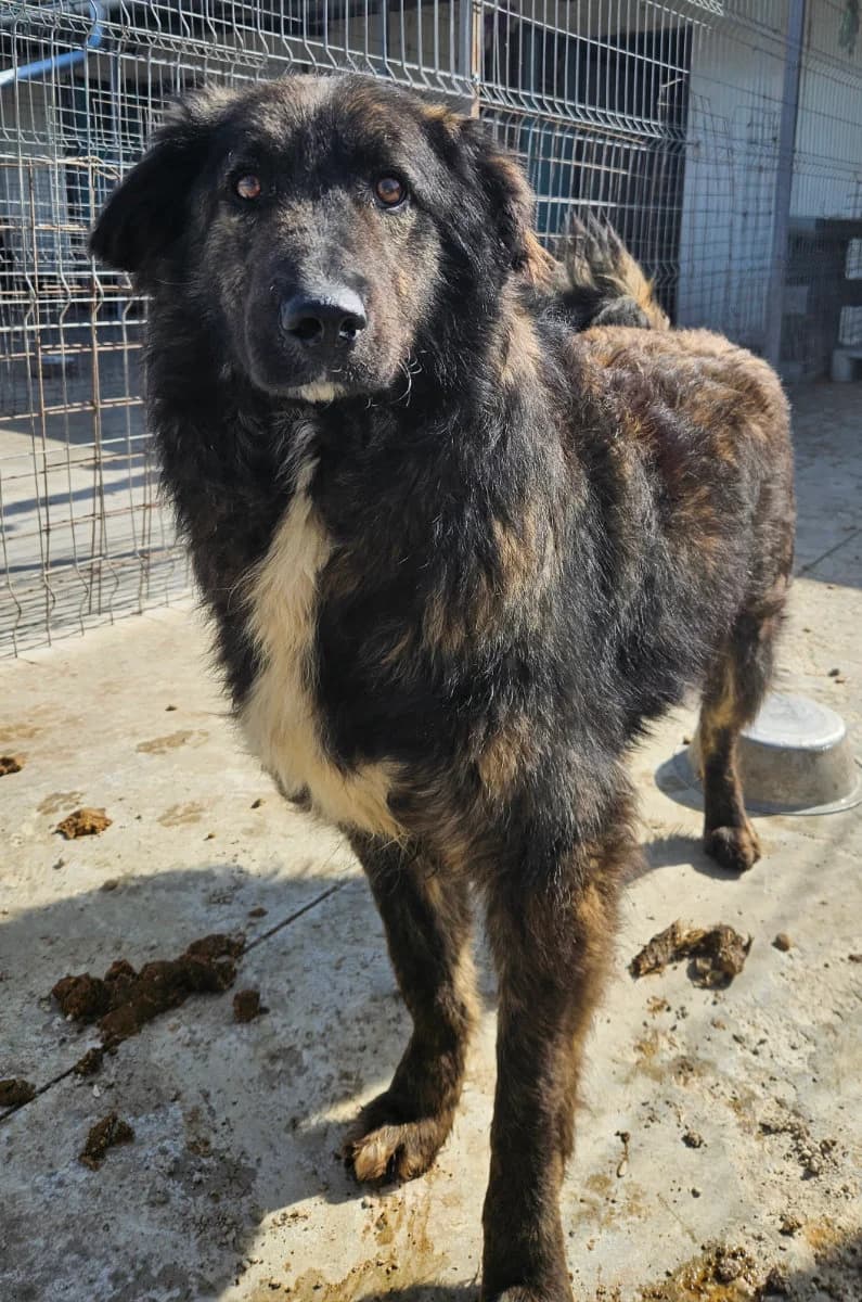 Wolle, male 3yo Mixed Breed for adoption at Tierschutzverein Labus Family e.V.