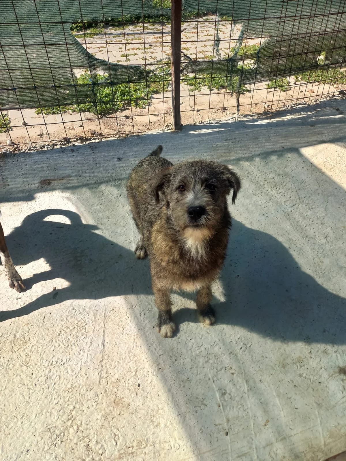 Woody, male young Mixed Breed for adoption at Tierschutzverein Labus Family e.V.