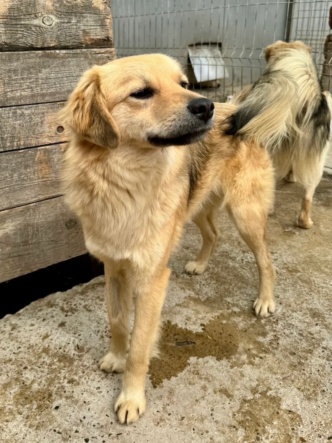 Wotan, male 3yo Mixed Breed for adoption at Tierschutzverein Labus Family e.V.