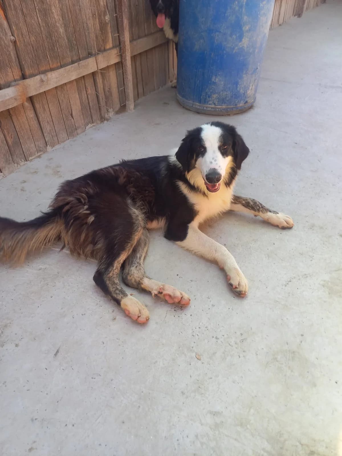 Yang, male young Mixed Breed for adoption at Tierschutzverein Labus Family e.V.