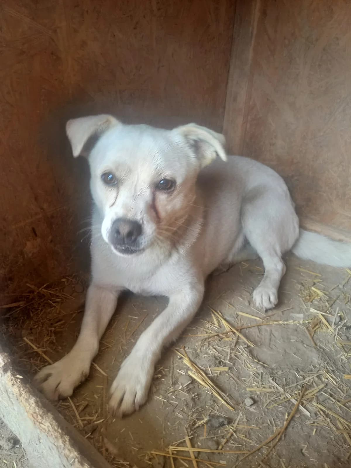 Yuki, male 3yo Mixed Breed for adoption at Tierschutzverein Labus Family e.V.
