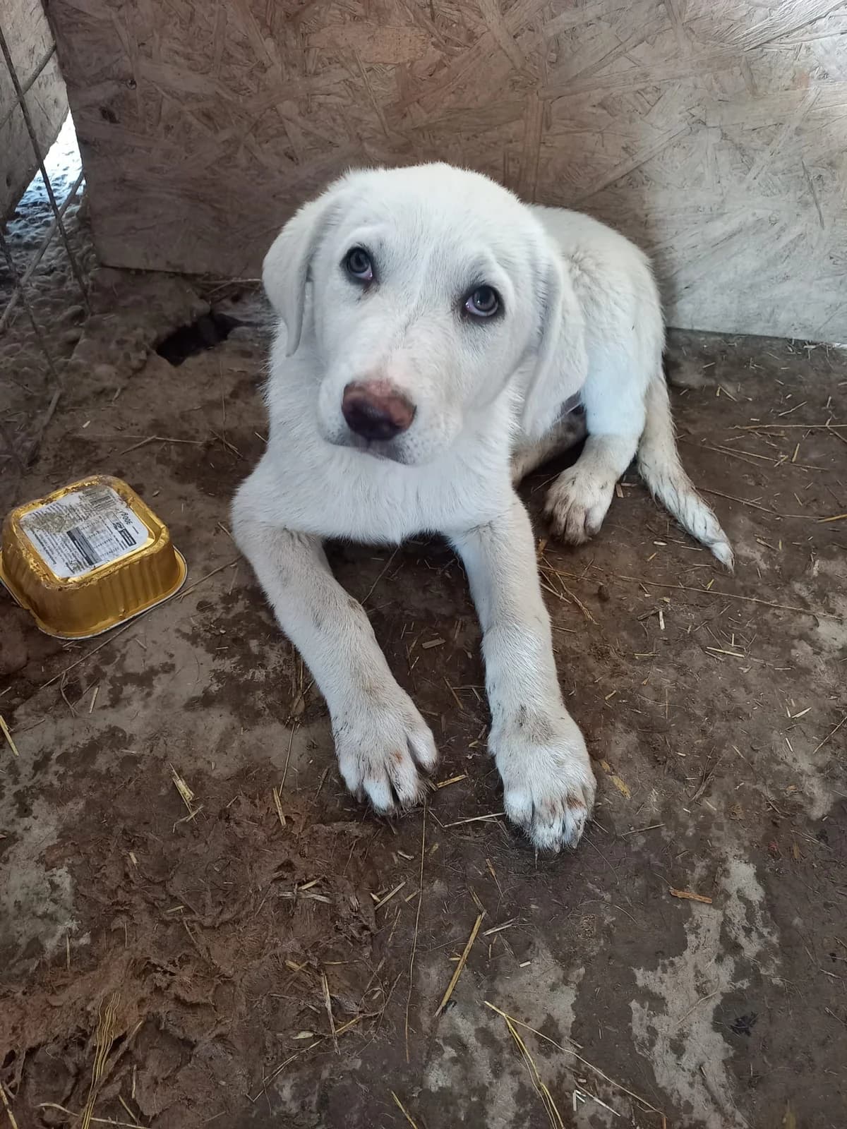 Yukon, male puppy Mixed Breed for adoption at Tierschutzverein Labus Family e.V.