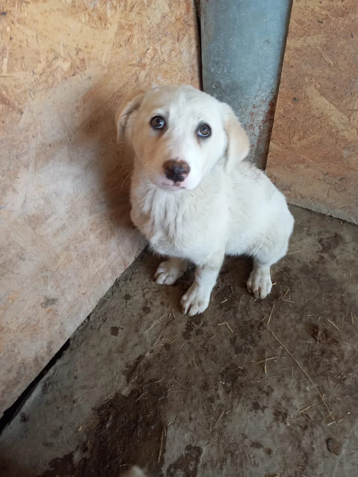Yuna, female puppy Mixed Breed for adoption at Tierschutzverein Labus Family e.V.