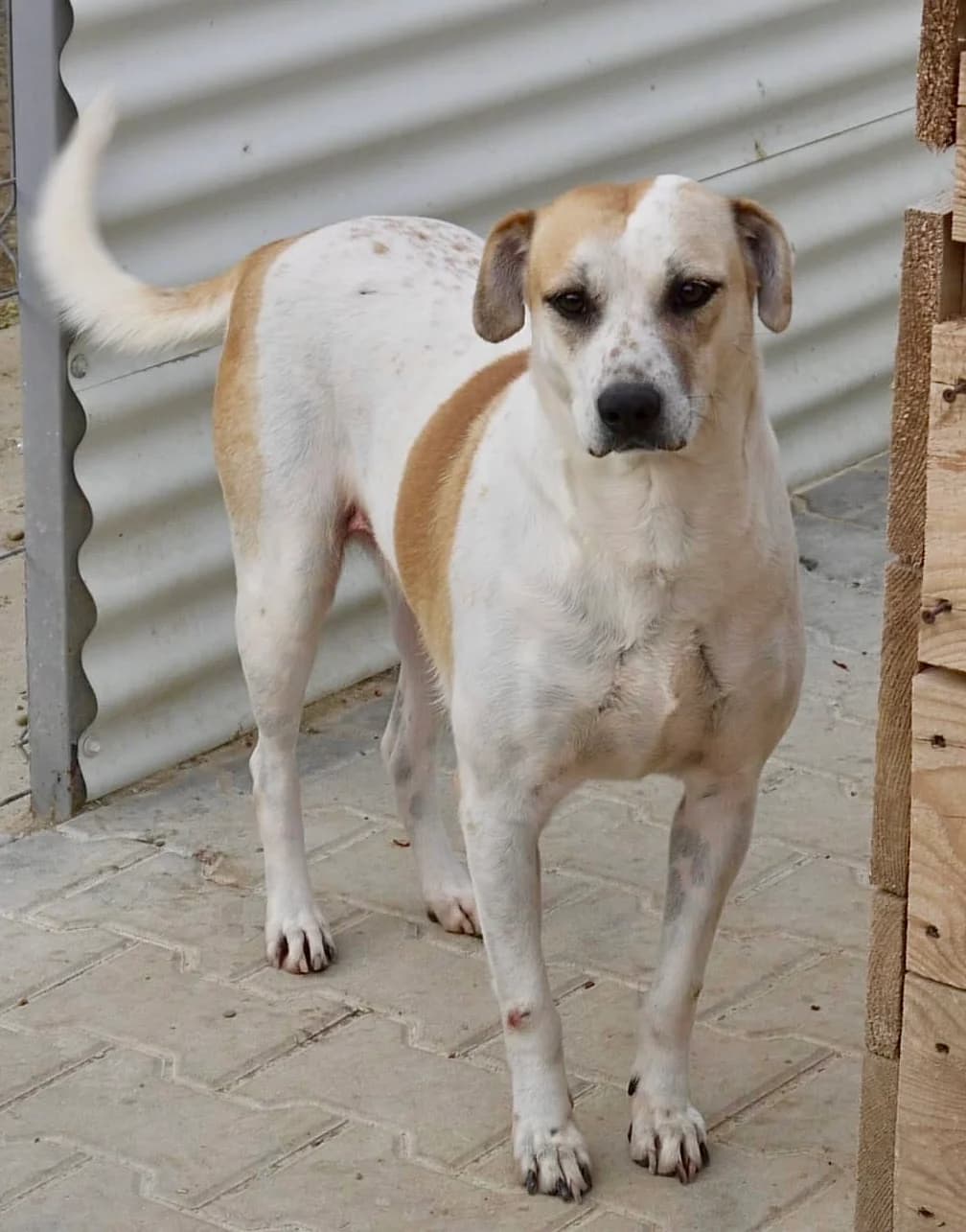 Yvet, female senior Mixed Breed for adoption at Tierschutzverein Labus Family e.V.