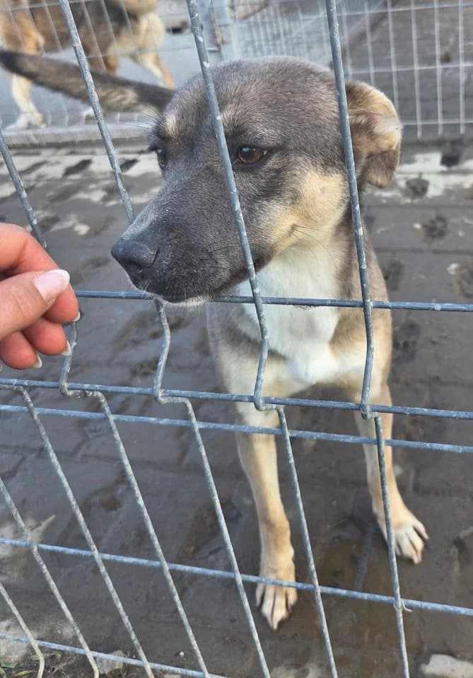Yvy, female 3yo Mixed Breed for adoption at Tierschutzverein Labus Family e.V.