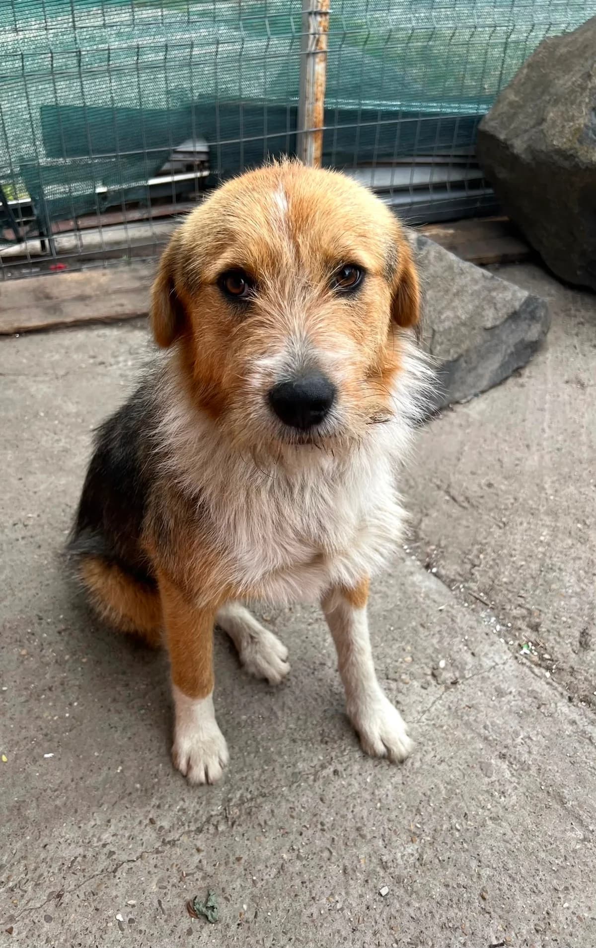 Zuri, female young Mixed Breed for adoption at Tierschutzverein Labus Family e.V.