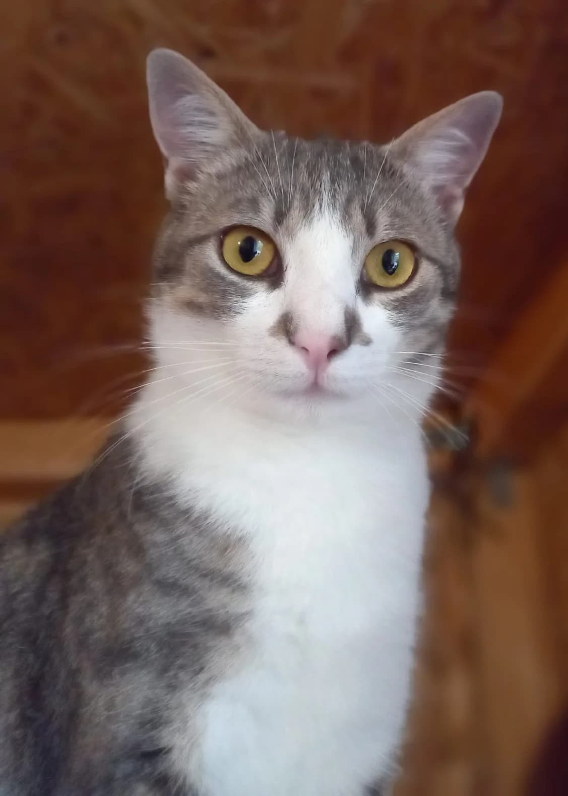 Anutza, female young Mixed Breed for adoption at Tierschutzverein Labus Family e.V.