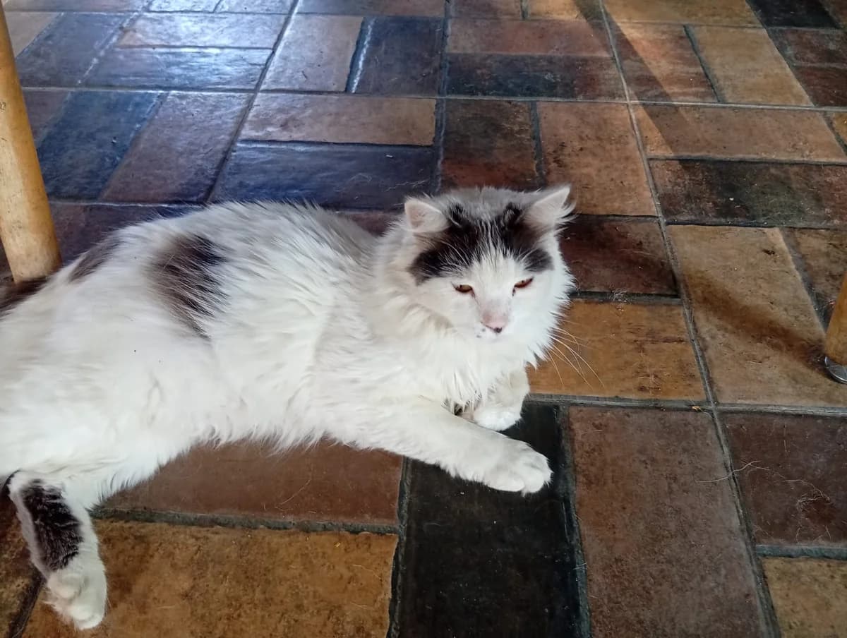 Bibi, male 6yo Mixed Breed for adoption at Tierschutzverein Labus Family e.V.