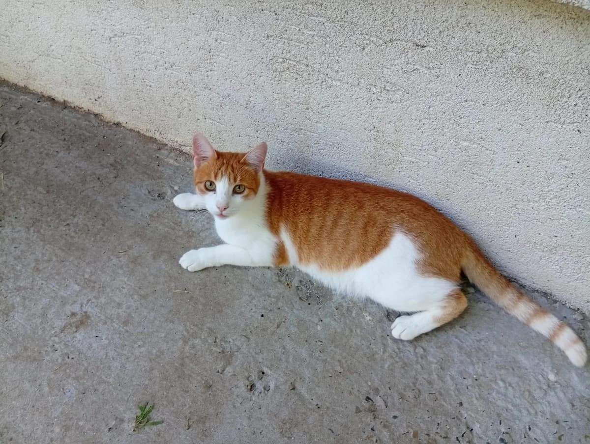 Bobu, male 3yo Mixed Breed for adoption at Tierschutzverein Labus Family e.V.