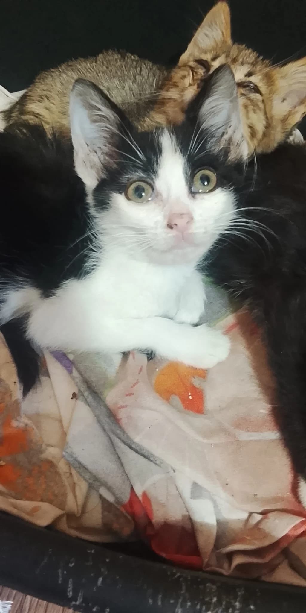 Bounty, male puppy Mixed Breed for adoption at Tierschutzverein Labus Family e.V.
