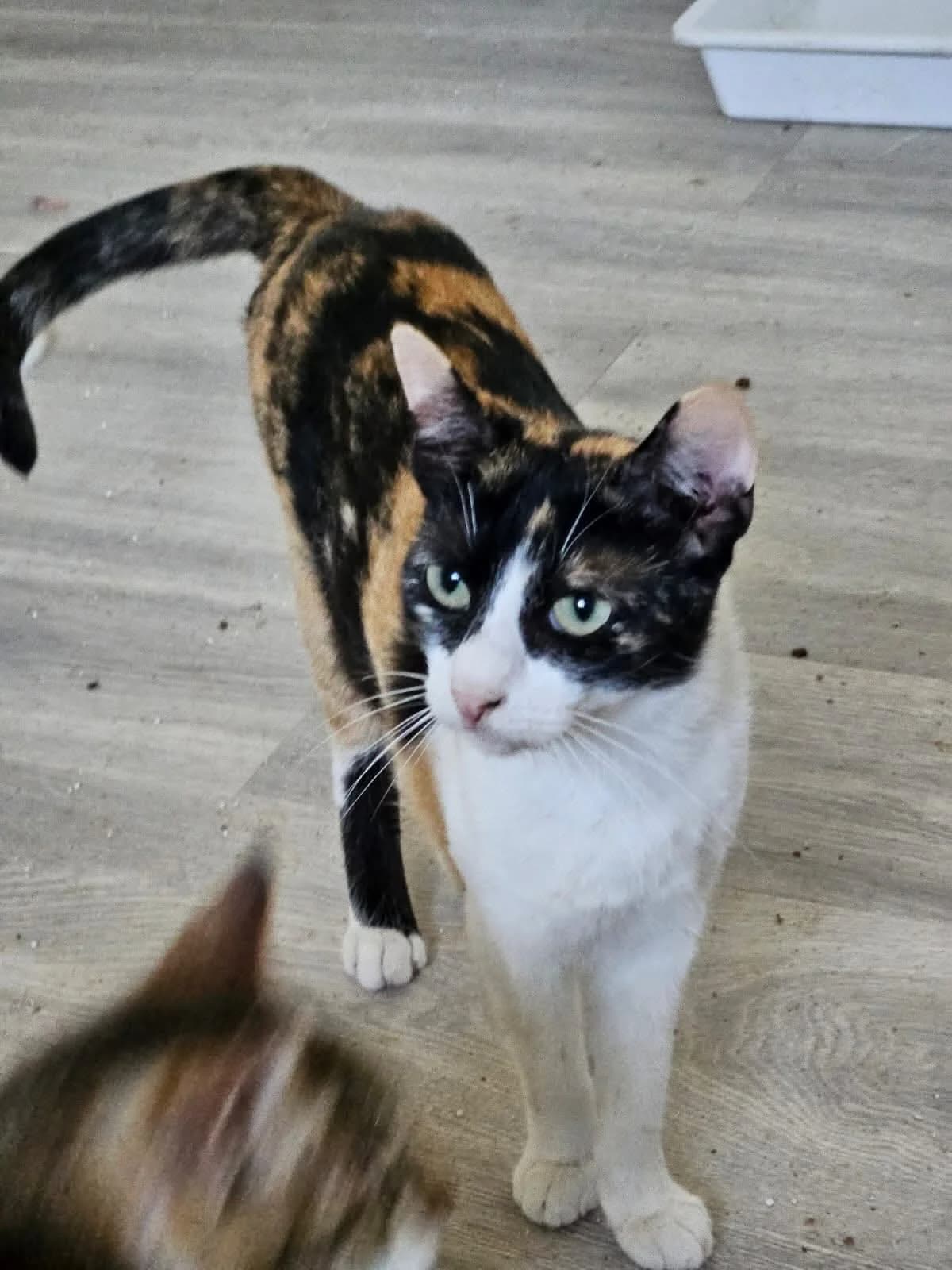Calico, female young Mixed Breed for adoption at Tierschutzverein Labus Family e.V.