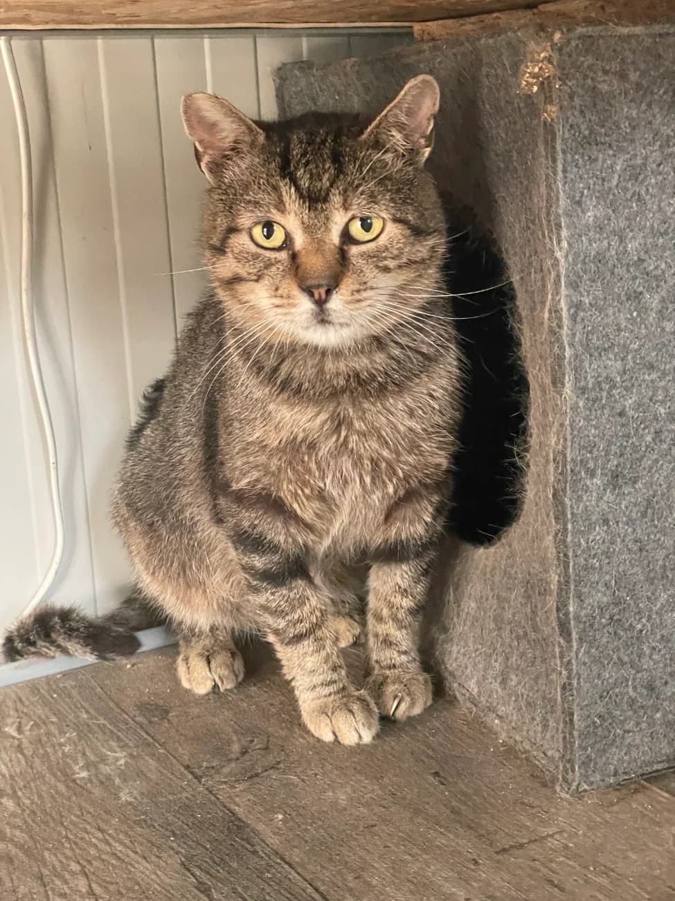 Carlo, male 4yo Mixed Breed for adoption at Tierschutzverein Labus Family e.V.