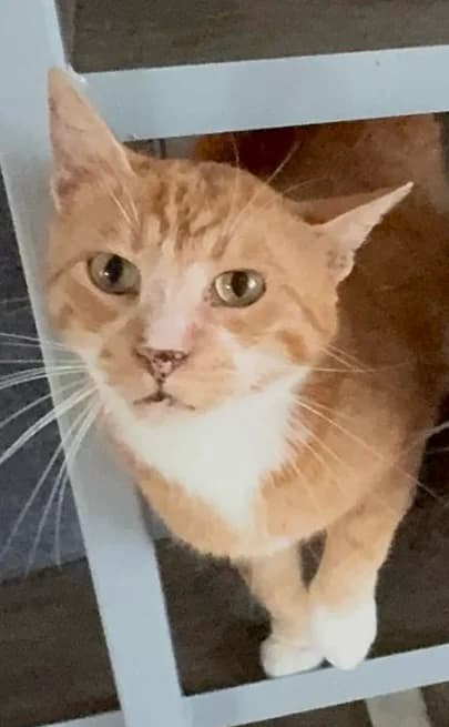 Carly, male 6yo Mixed Breed for adoption at Tierschutzverein Labus Family e.V.