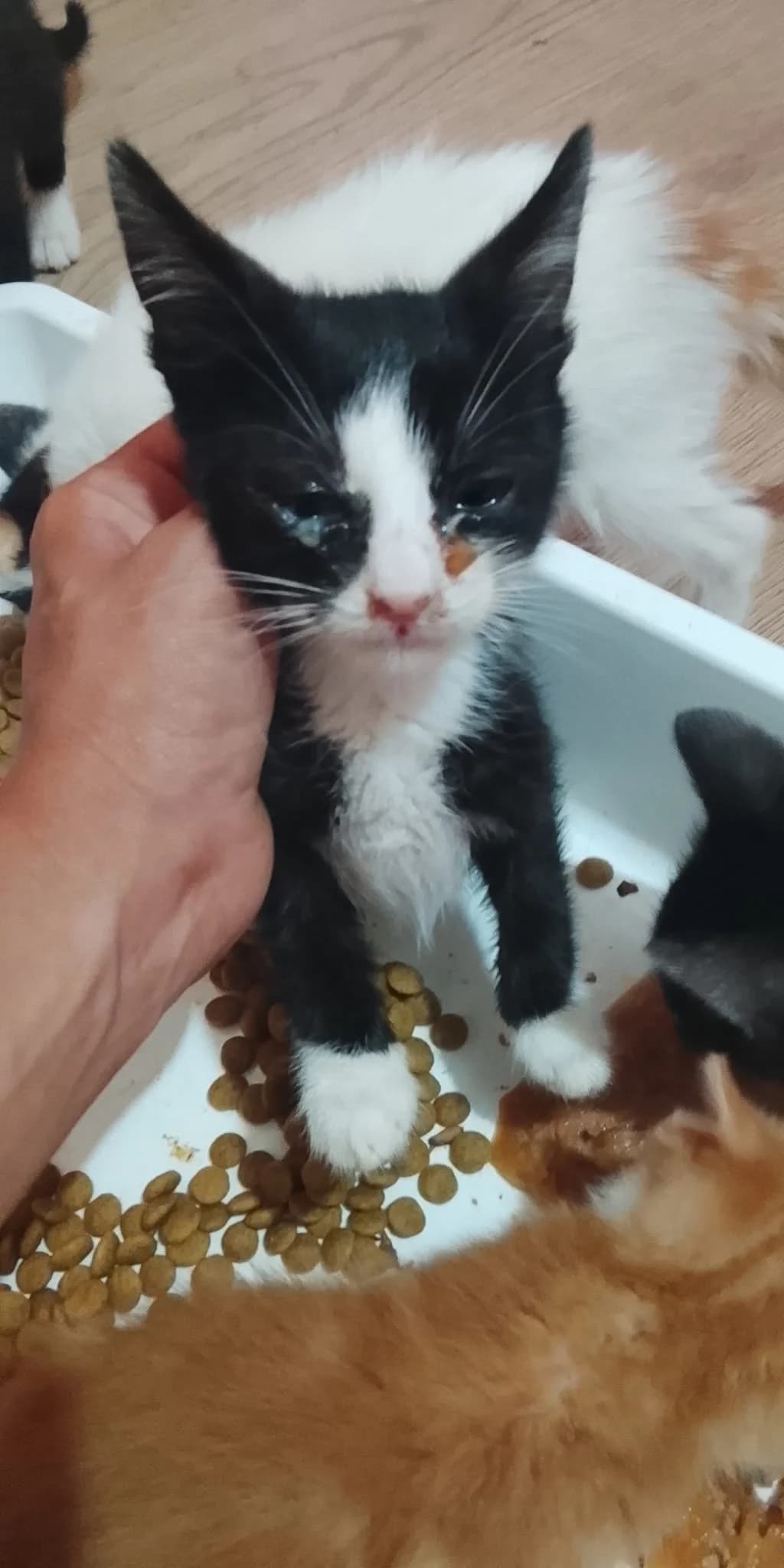 Chess, male puppy Mixed Breed for adoption at Tierschutzverein Labus Family e.V.
