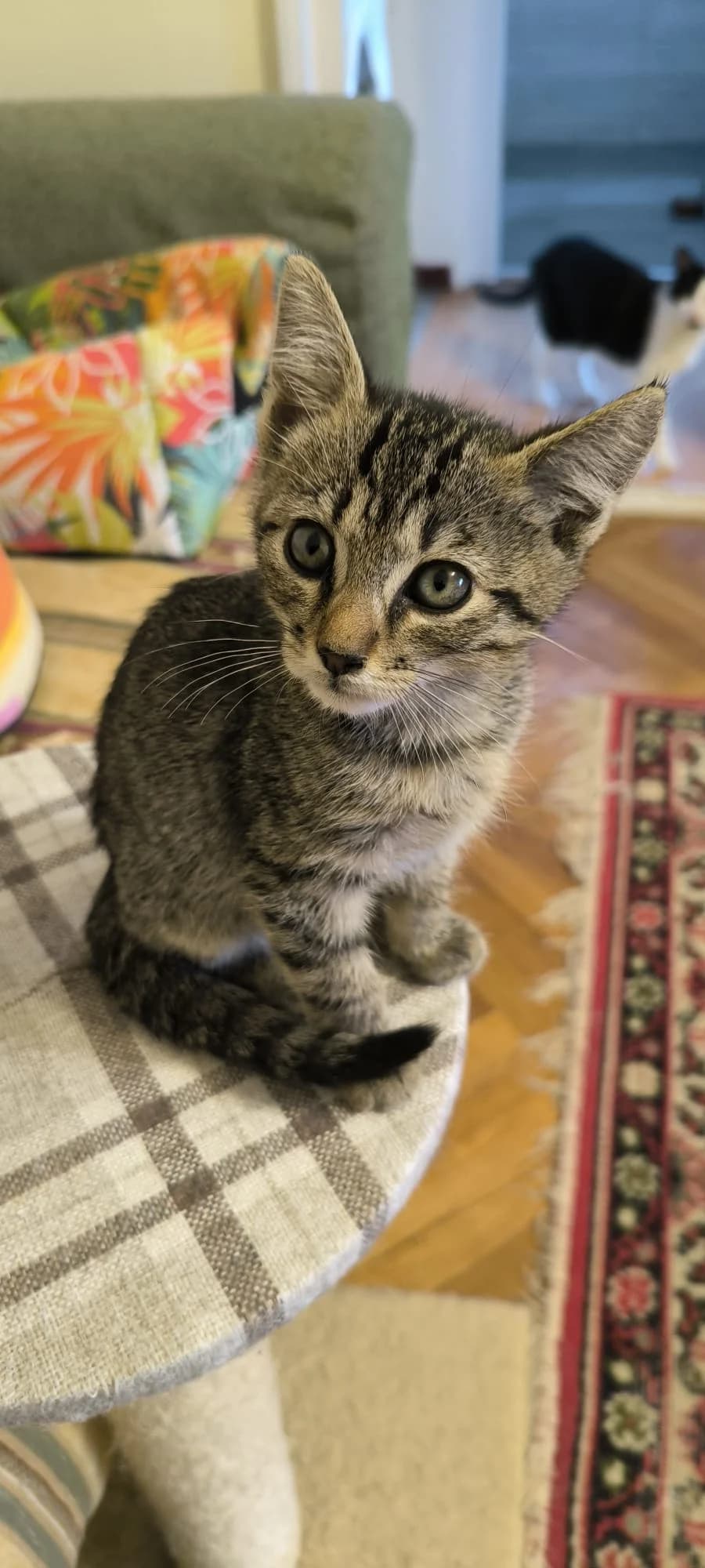 Chloe, female puppy Mixed Breed for adoption at Tierschutzverein Labus Family e.V.
