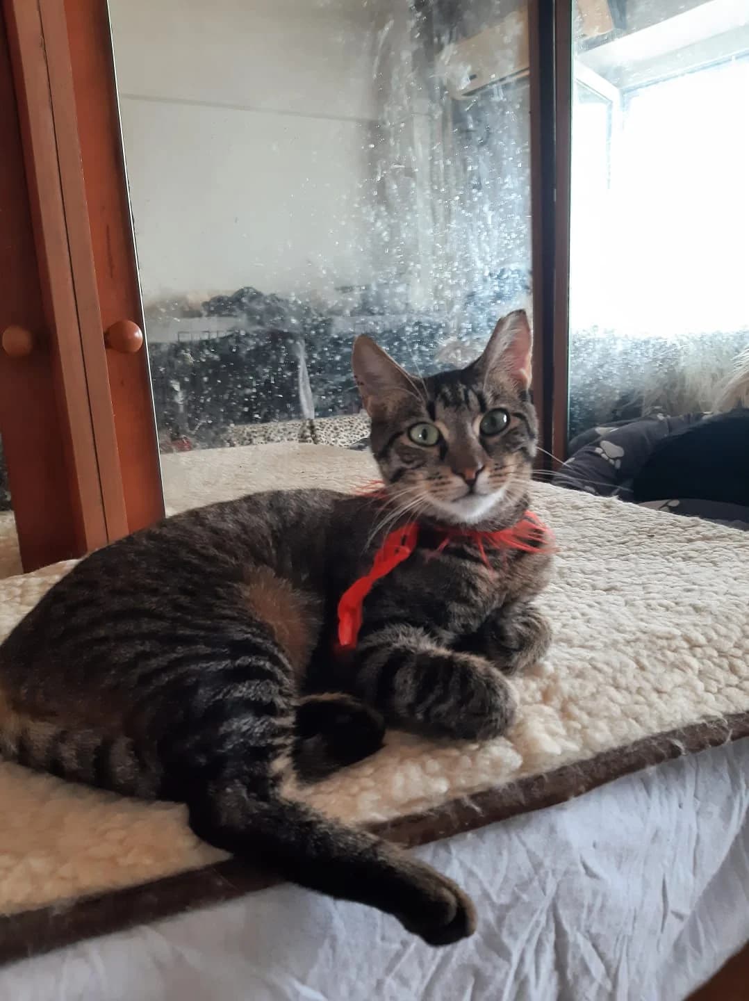 Cleo, female 3yo Mixed Breed for adoption at Tierschutzverein Labus Family e.V.