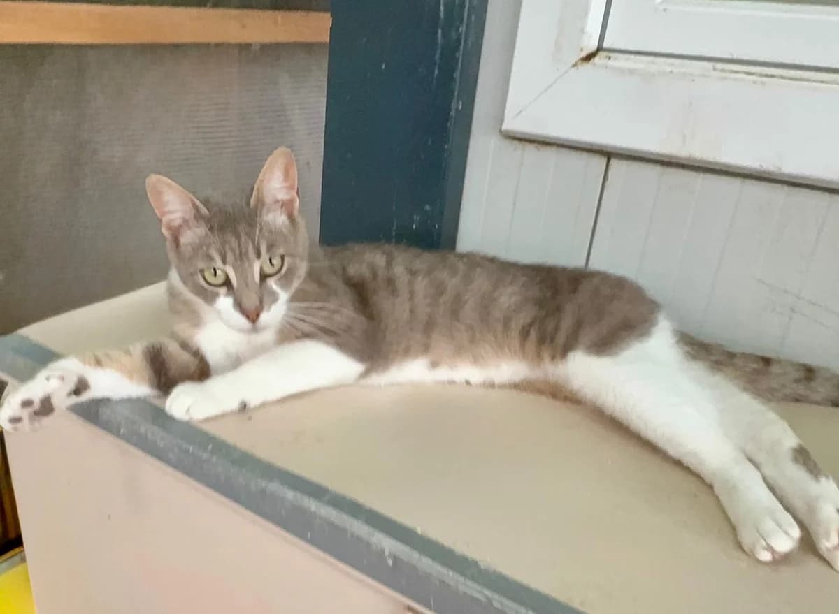 Coral, female 3yo Mixed Breed for adoption at Tierschutzverein Labus Family e.V.