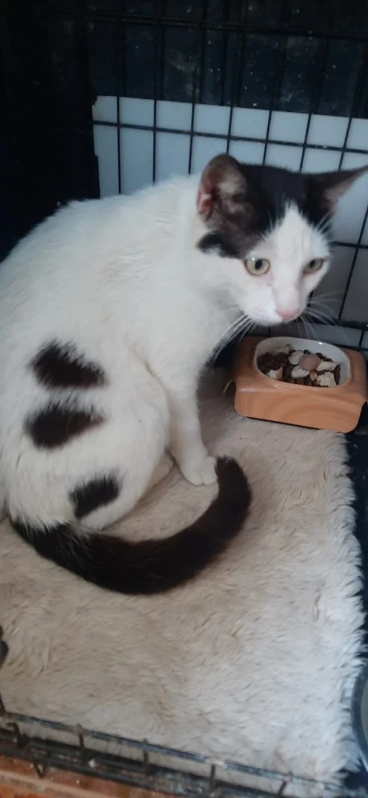 Dante, male young Mixed Breed for adoption at Tierschutzverein Labus Family e.V.