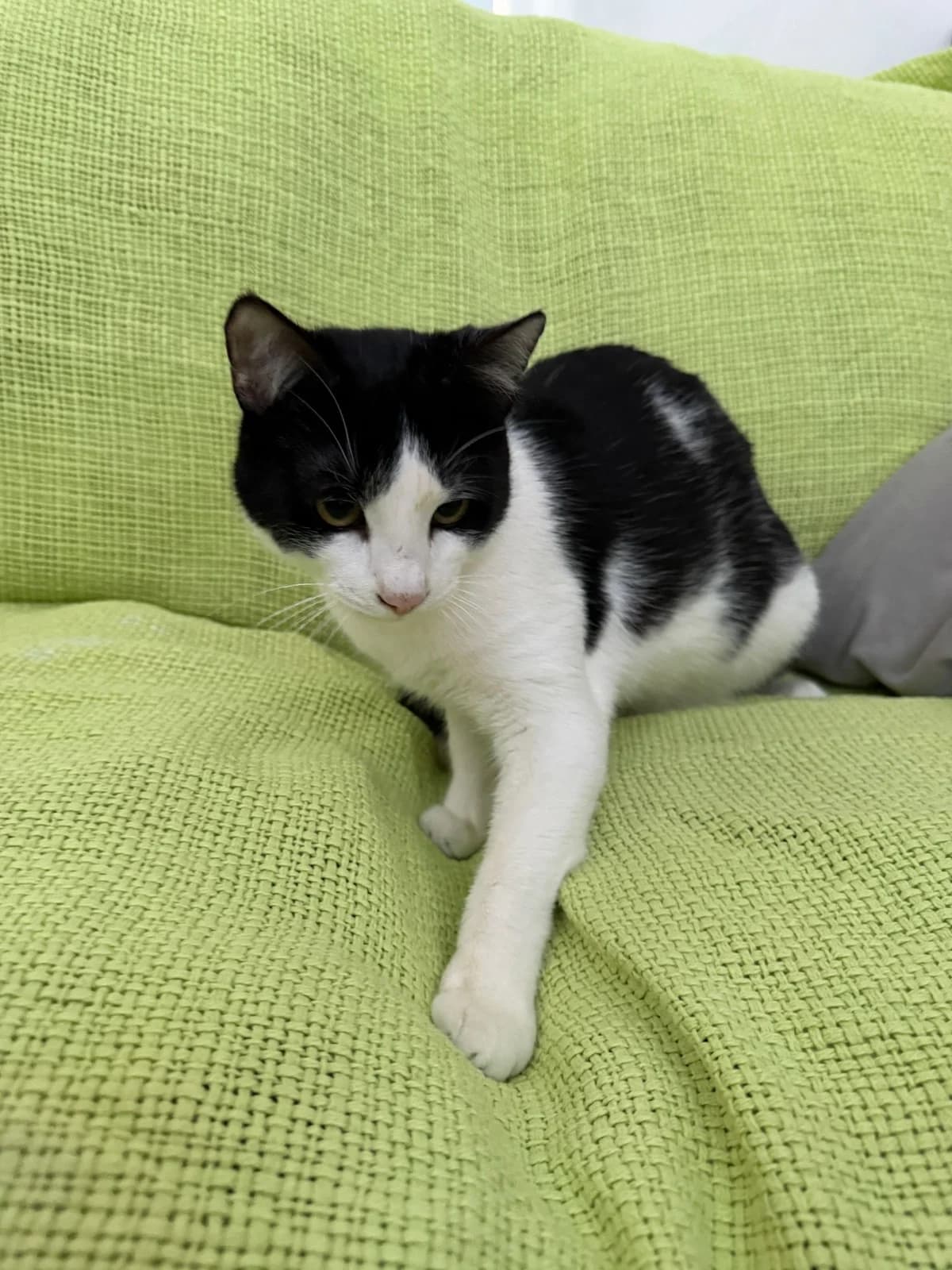 Diesel, male young Mixed Breed for adoption at Tierschutzverein Labus Family e.V.