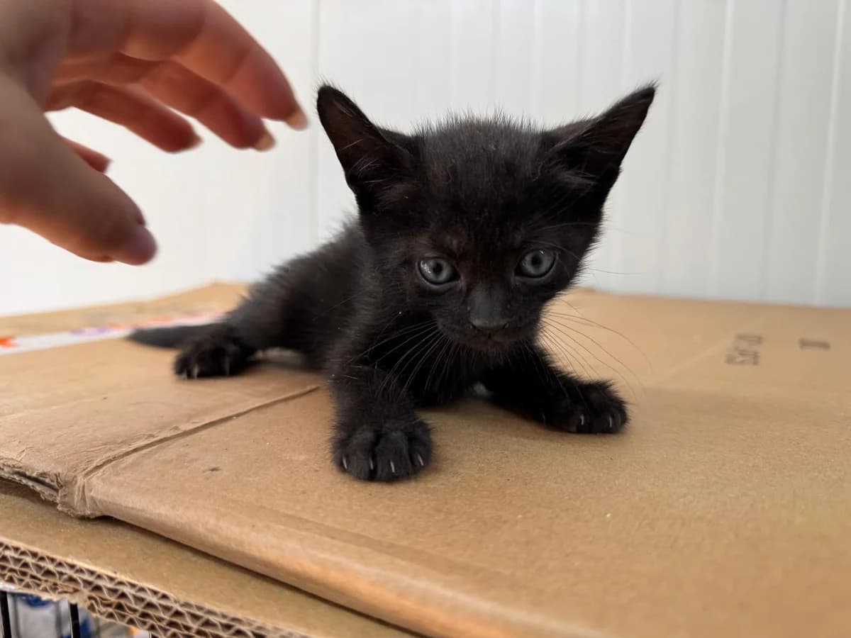 Elara, female puppy Mixed Breed for adoption at Tierschutzverein Labus Family e.V.
