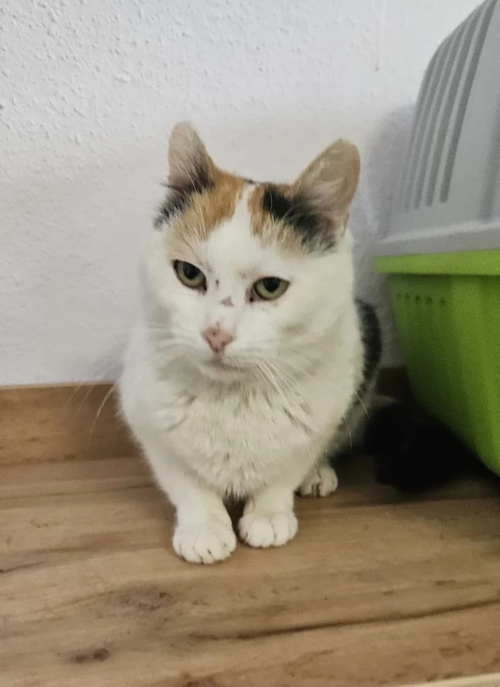 Elisa, female young Mixed Breed for adoption at Tierschutzverein Labus Family e.V.