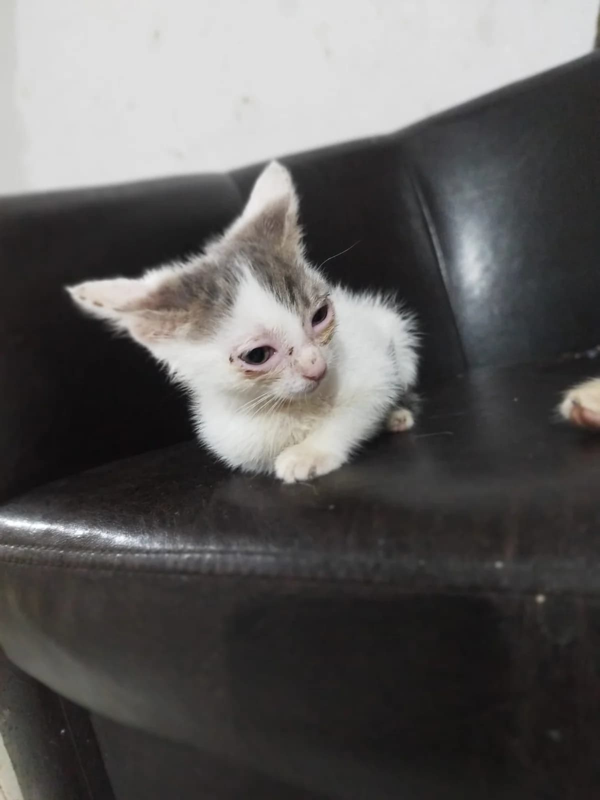 Felina, female puppy Mixed Breed for adoption at Tierschutzverein Labus Family e.V.