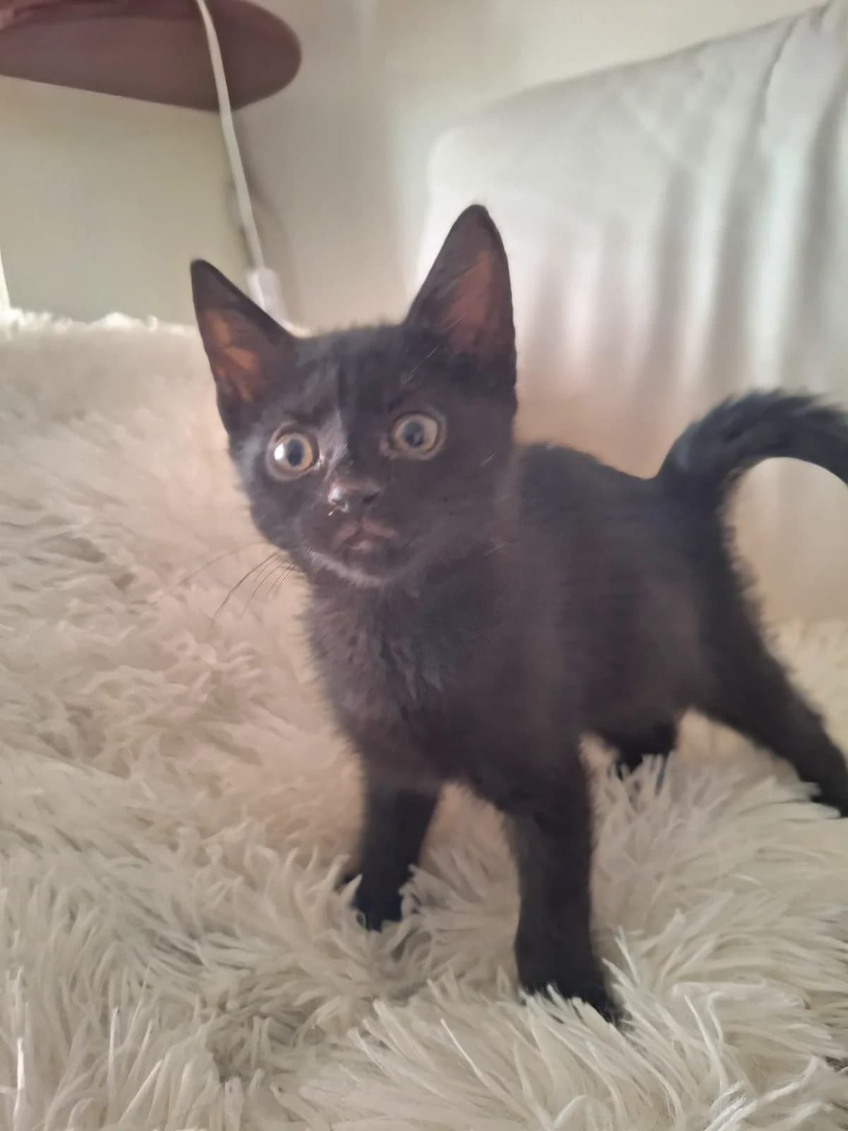 Finchen, female puppy Mixed Breed for adoption at Tierschutzverein Labus Family e.V.