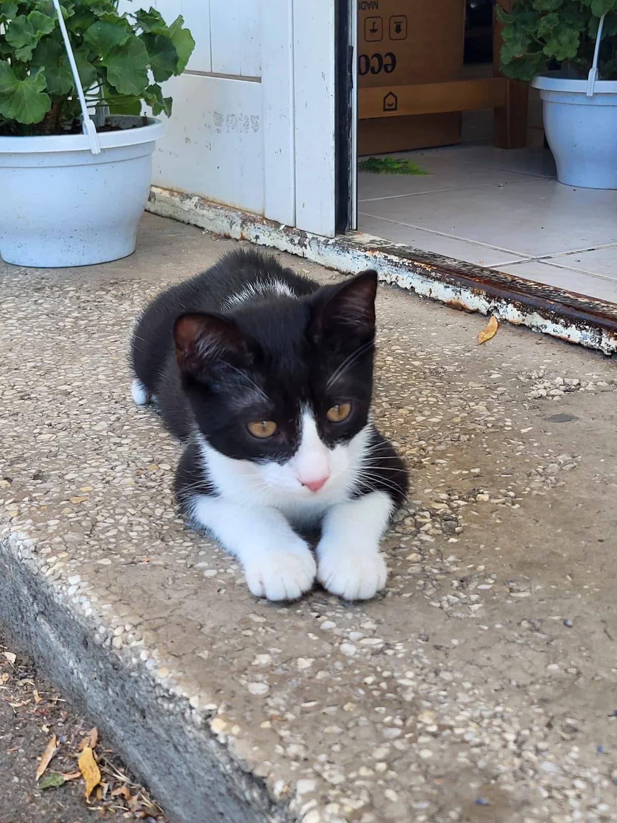 Findus, female young Mixed Breed for adoption at Tierschutzverein Labus Family e.V.