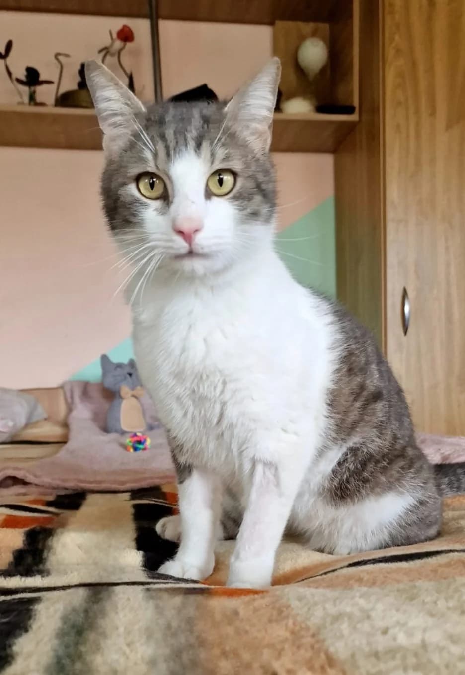 Floricel, male young Mixed Breed for adoption at Tierschutzverein Labus Family e.V.