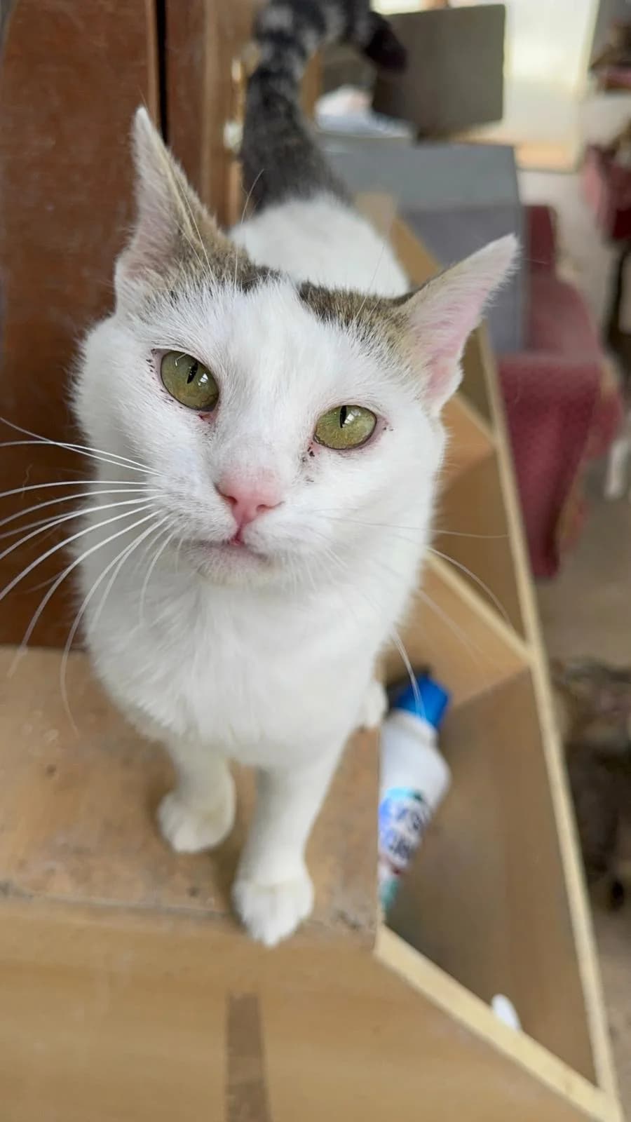 Flory, female 3yo Mixed Breed for adoption at Tierschutzverein Labus Family e.V.