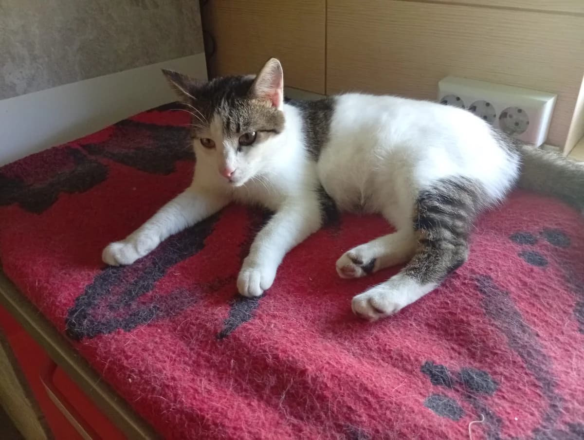 Fluturas, female young Mixed Breed for adoption at Tierschutzverein Labus Family e.V.