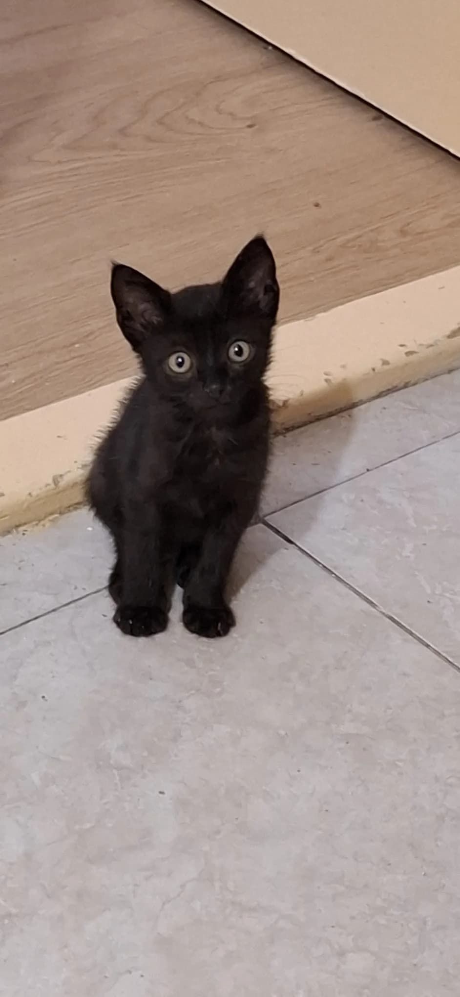 Ghost, male puppy Mixed Breed for adoption at Tierschutzverein Labus Family e.V.