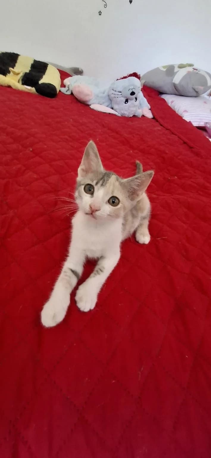 Iris, female puppy Mixed Breed for adoption at Tierschutzverein Labus Family e.V.