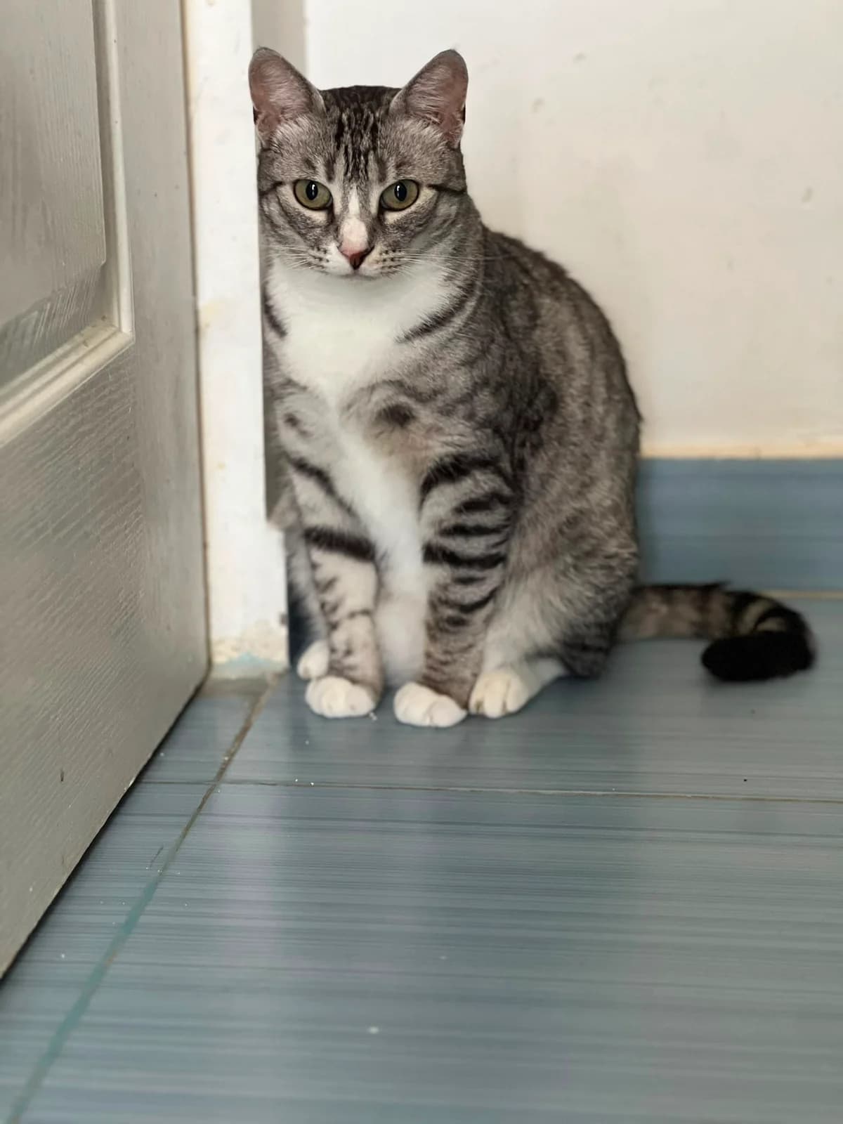 Isa, female 3yo Mixed Breed for adoption at Tierschutzverein Labus Family e.V.