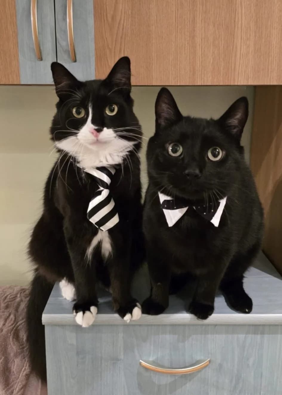 Joy & Negrito, female 4yo Mixed Breed for adoption at Tierschutzverein Labus Family e.V.