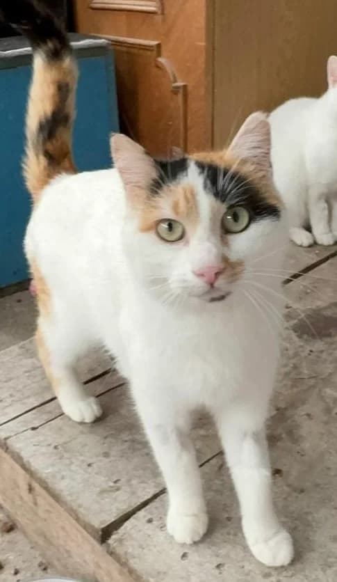 Felicitas, female 3yo Mixed Breed for adoption at Tierschutzverein Labus Family e.V.