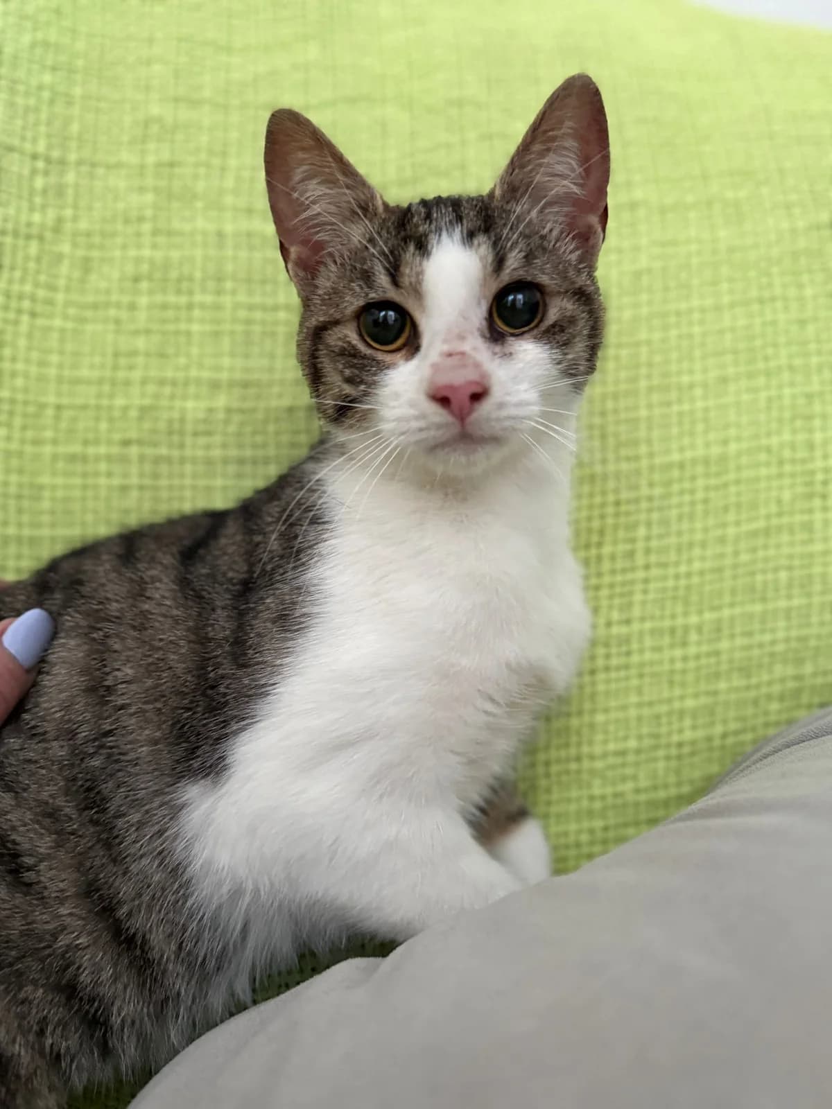 Kelly, female young Mixed Breed for adoption at Tierschutzverein Labus Family e.V.