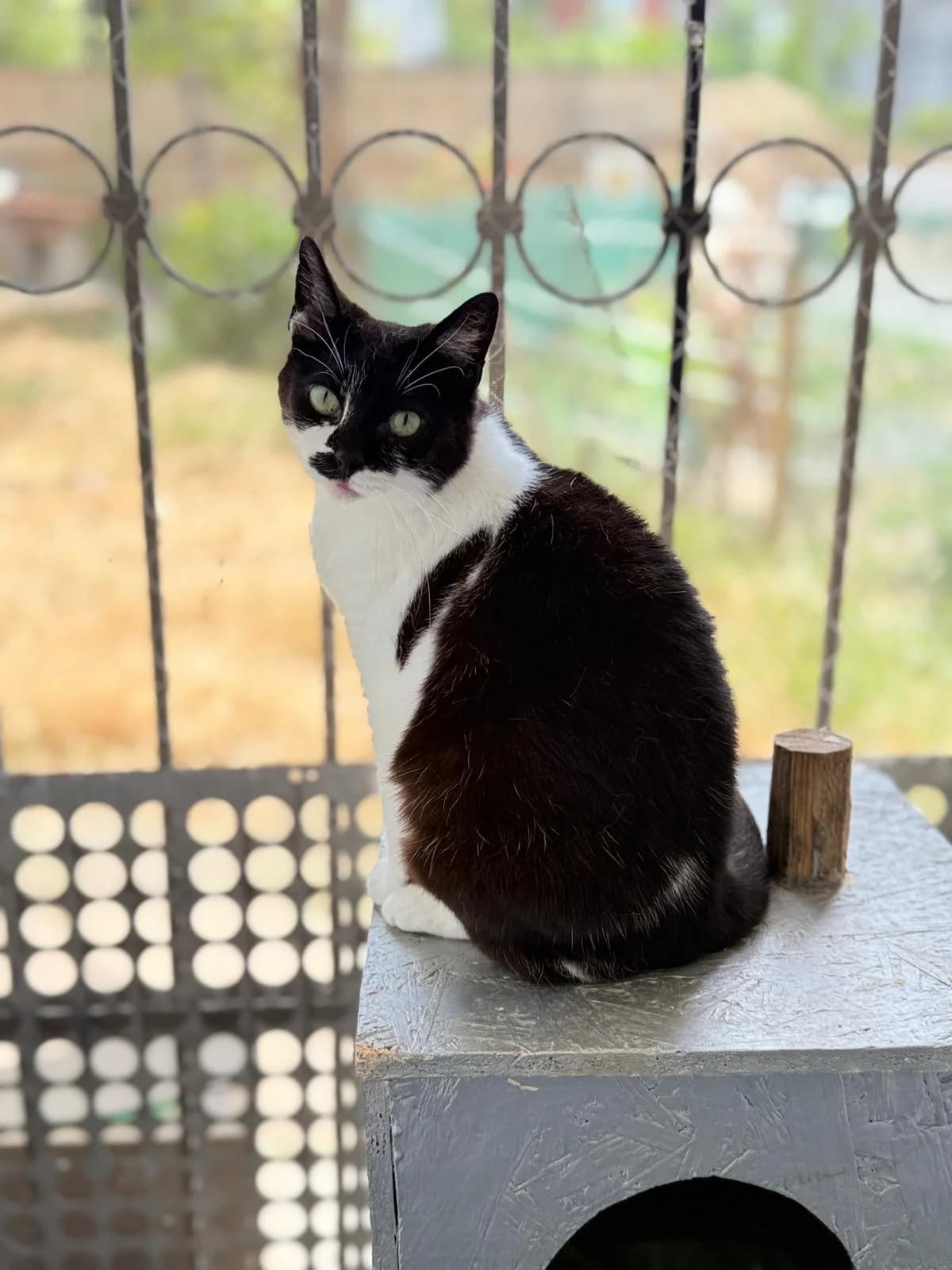 Kimmy, female 3yo Mixed Breed for adoption at Tierschutzverein Labus Family e.V.
