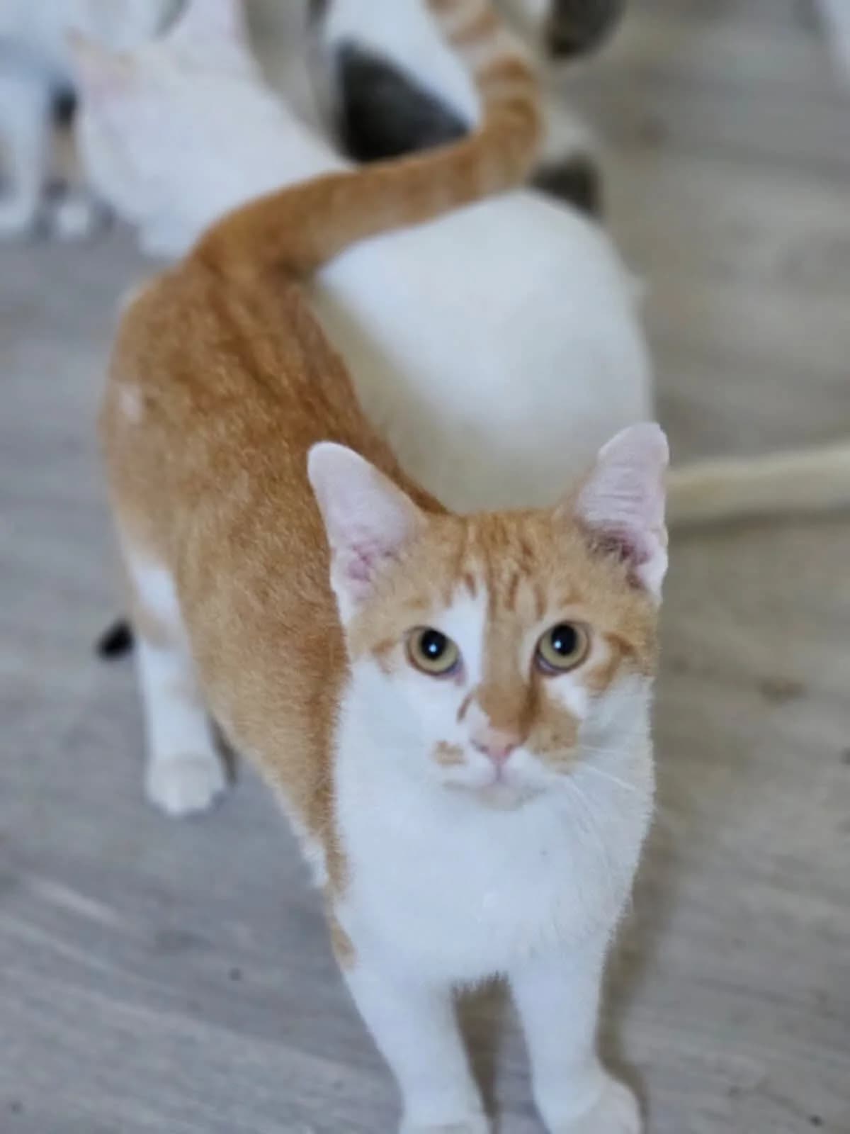 Lăcrămioara, male young Mixed Breed for adoption at Tierschutzverein Labus Family e.V.