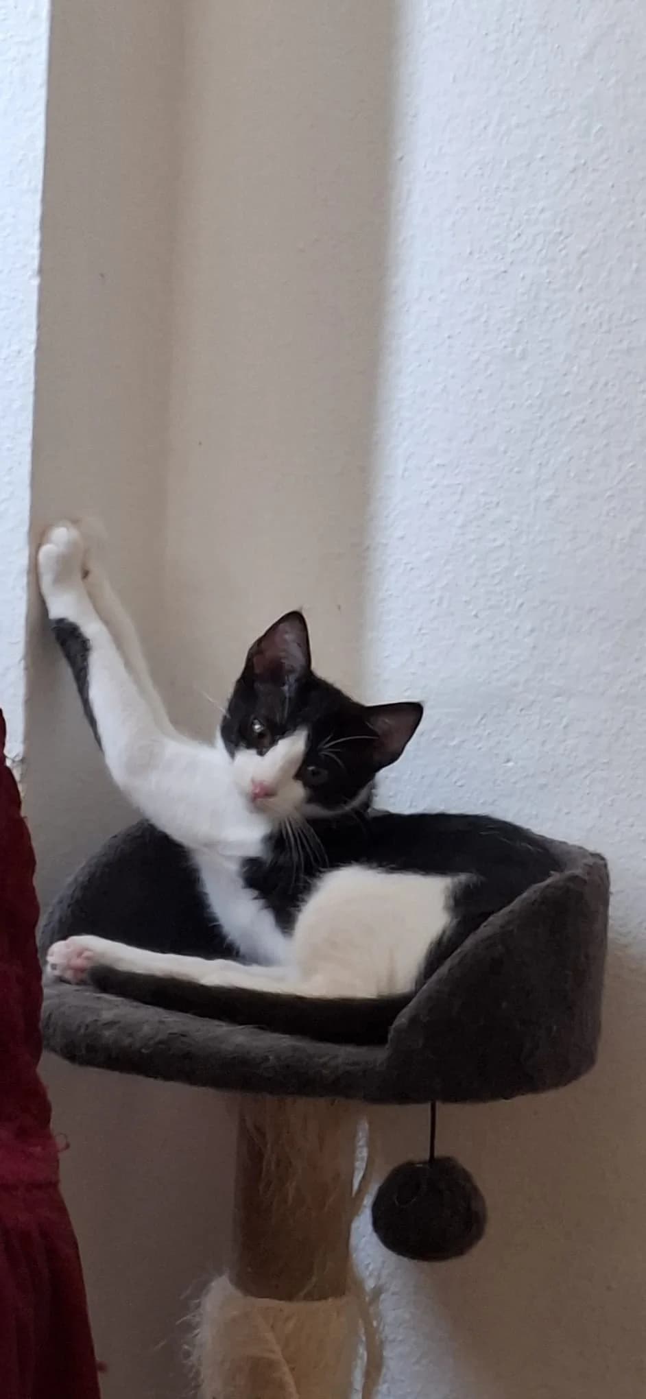 Loki, male puppy Mixed Breed for adoption at Tierschutzverein Labus Family e.V.