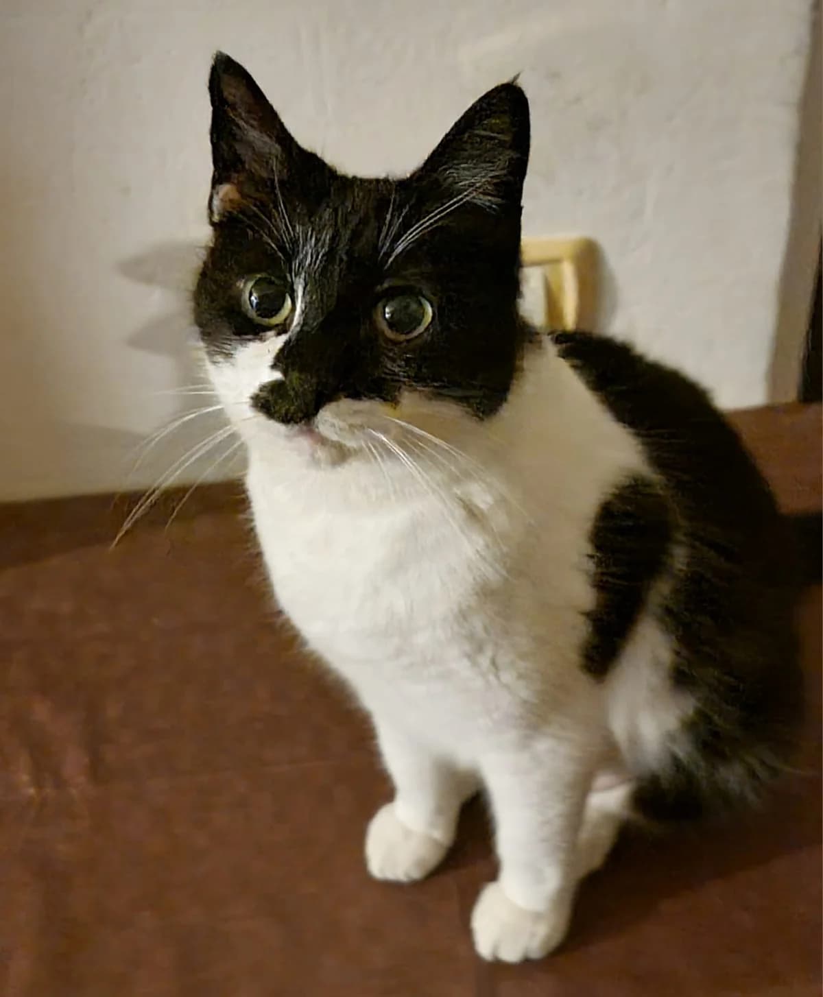Lulu, female young Mixed Breed for adoption at Tierschutzverein Labus Family e.V.