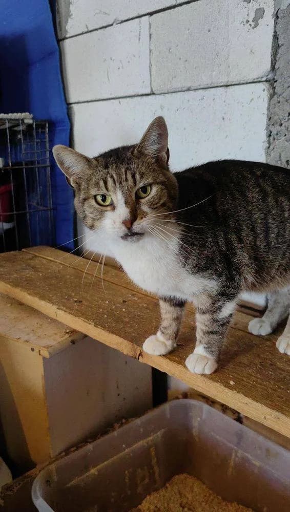Merlin, male senior Mixed Breed for adoption at Tierschutzverein Labus Family e.V.