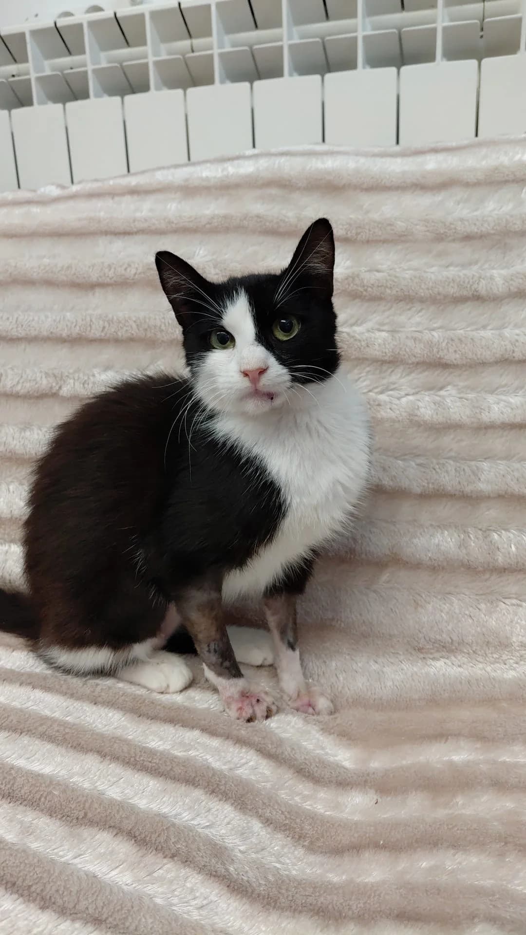 Minka, female young Mixed Breed for adoption at Tierschutzverein Labus Family e.V.