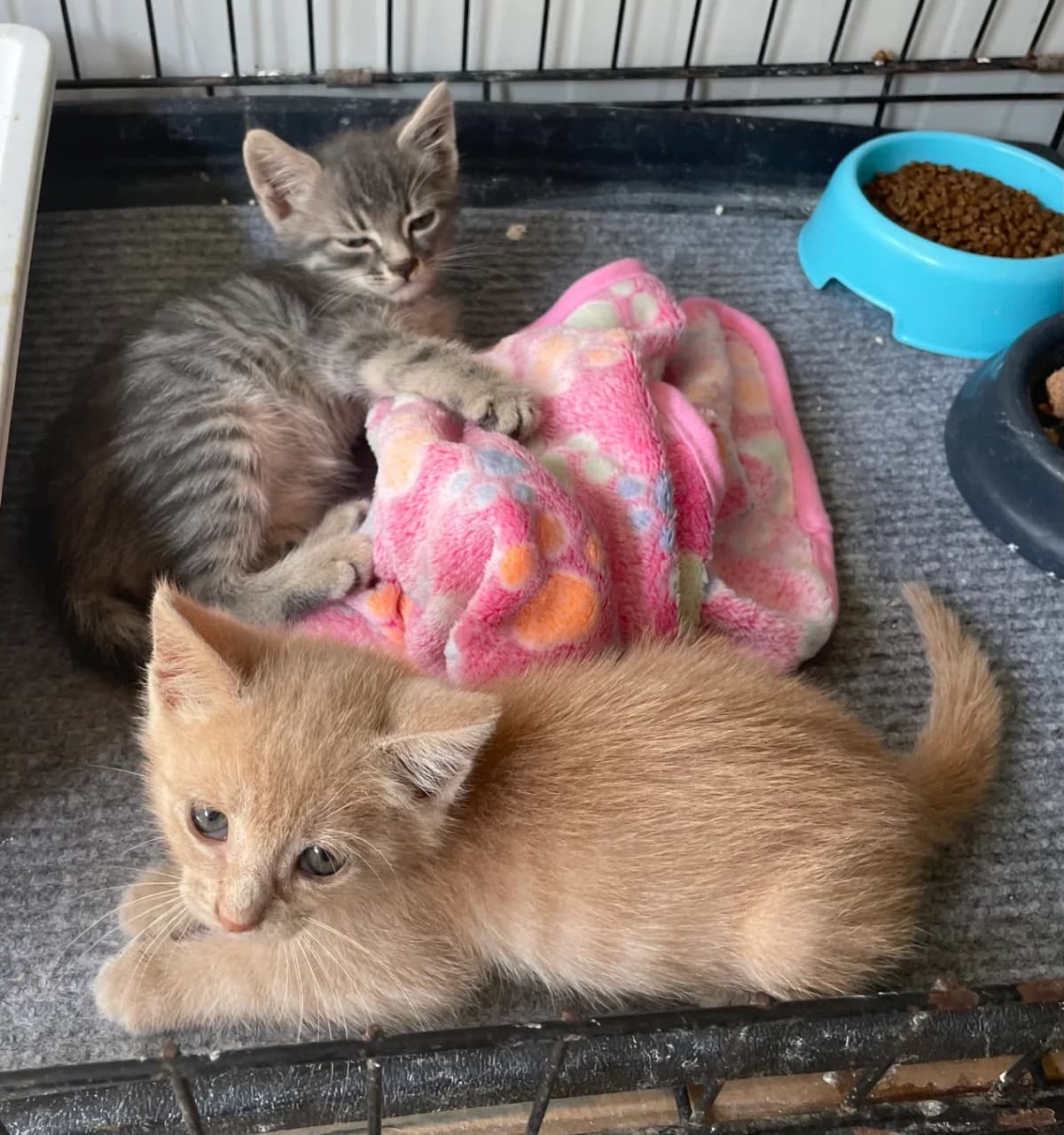 Miso & Motschi, female puppy Mixed Breed for adoption at Tierschutzverein Labus Family e.V.