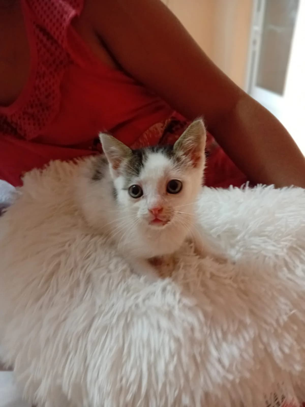Nayro, male puppy Mixed Breed for adoption at Tierschutzverein Labus Family e.V.