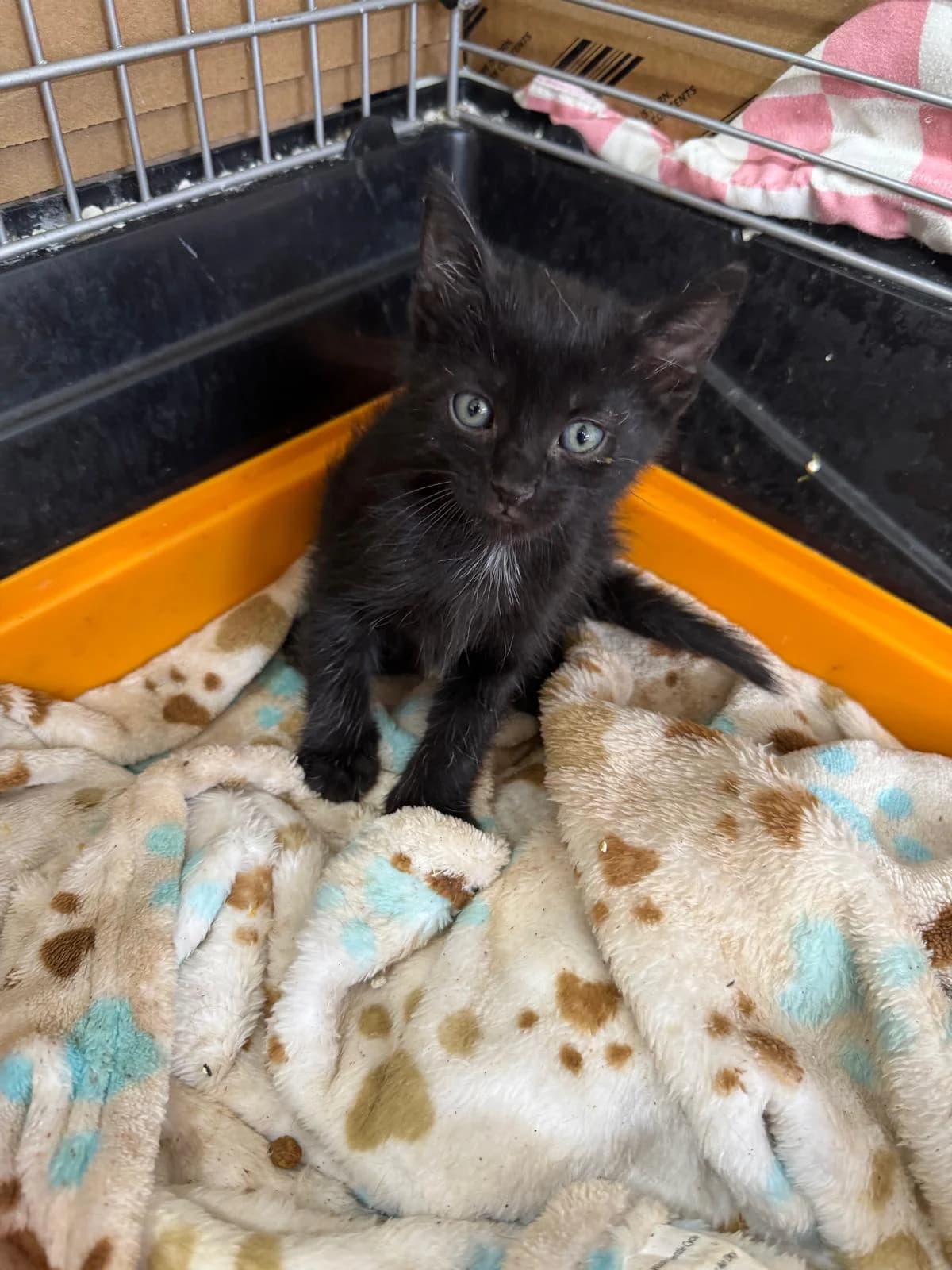 Nox, male puppy Mixed Breed for adoption at Tierschutzverein Labus Family e.V.