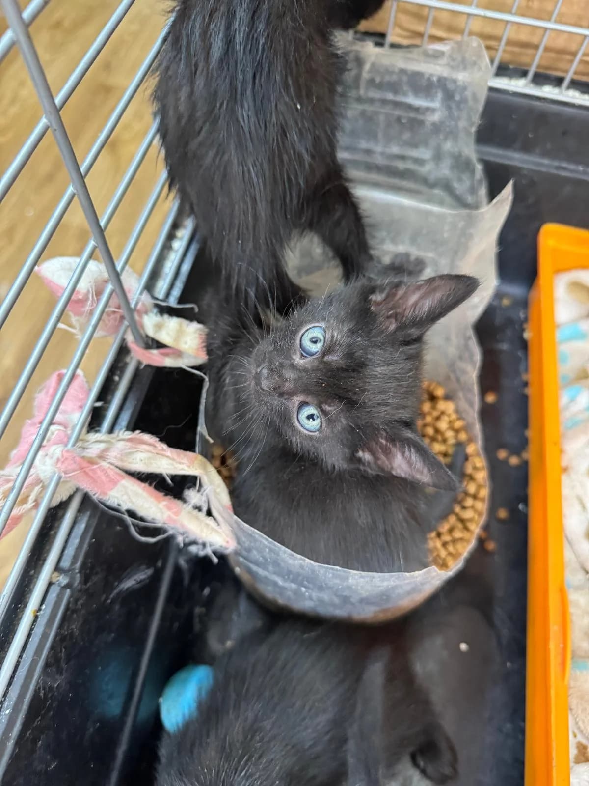 Nyra, female puppy Mixed Breed for adoption at Tierschutzverein Labus Family e.V.