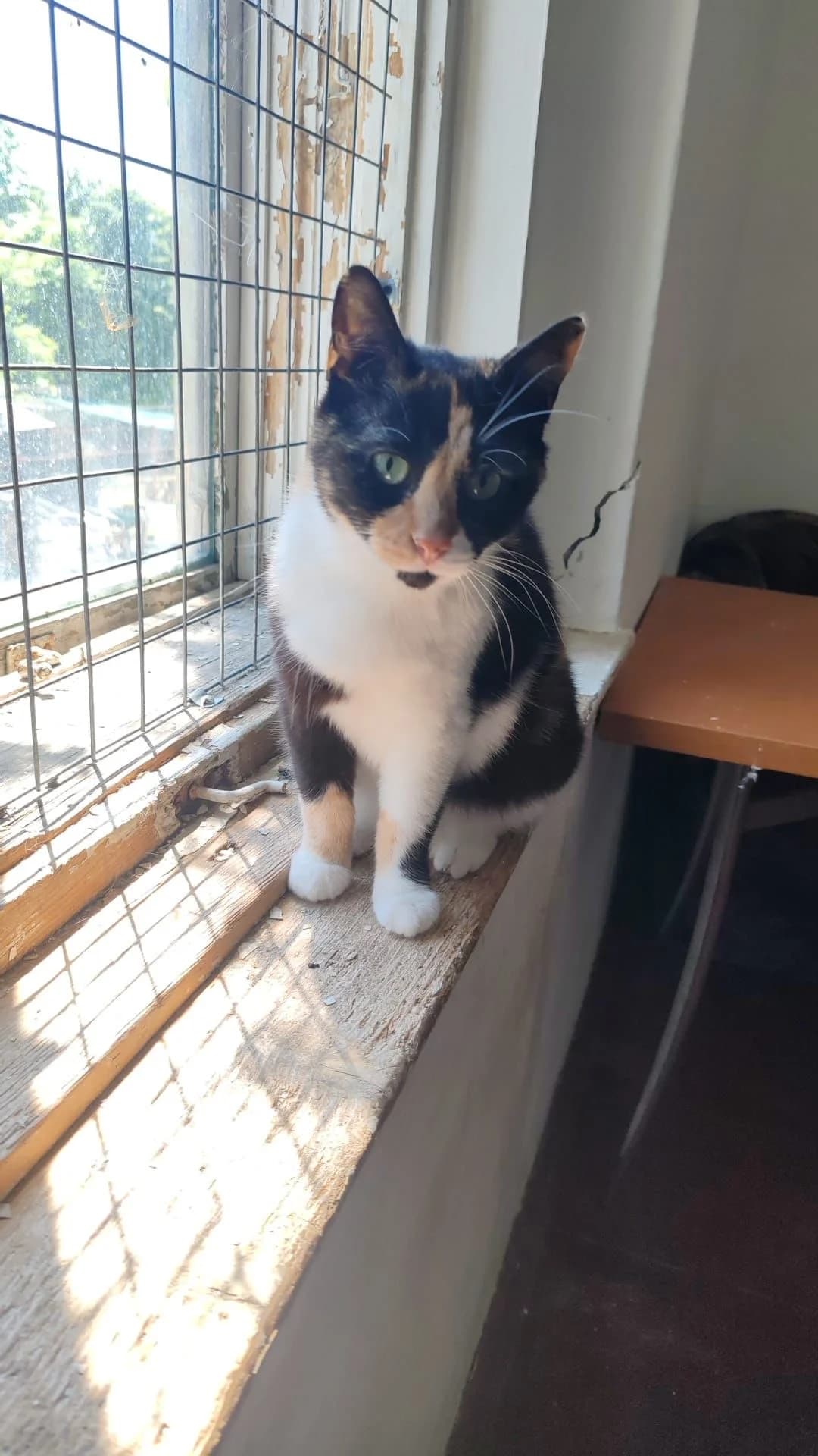 Puzzles, female 5yo Mixed Breed for adoption at Tierschutzverein Labus Family e.V.