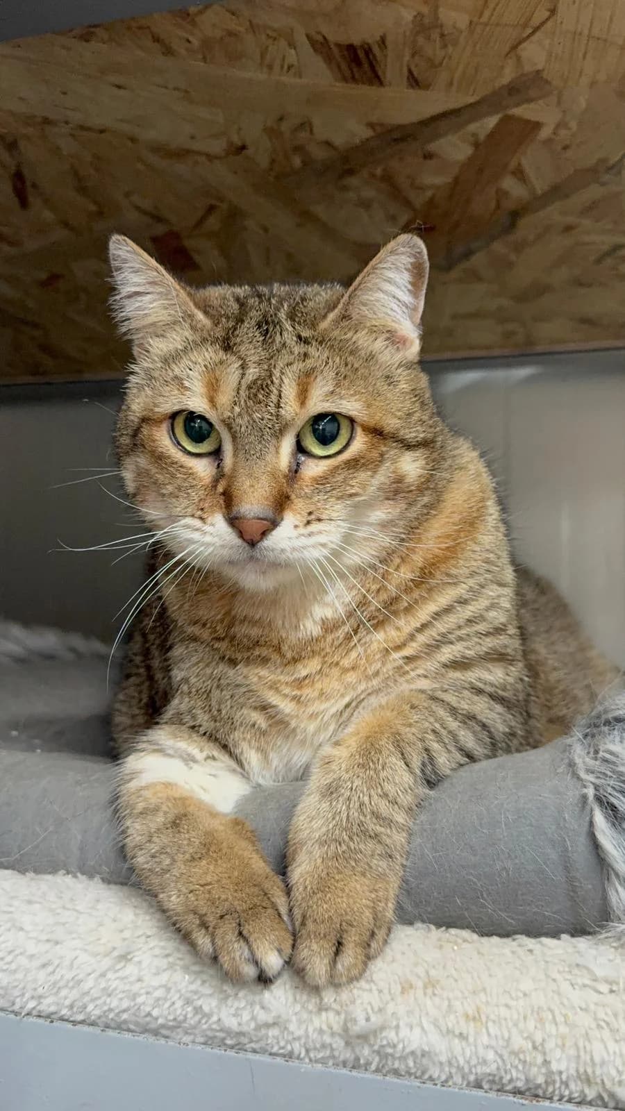 Ramona, female 6yo Mixed Breed for adoption at Tierschutzverein Labus Family e.V.